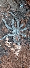 Arachnida