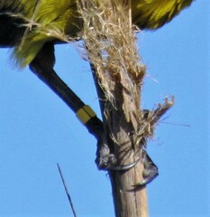 Pseudoleistes virescens