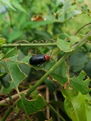Cacoscelis nigripennis
