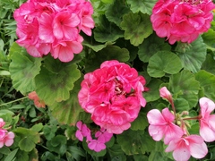 Pelargonium