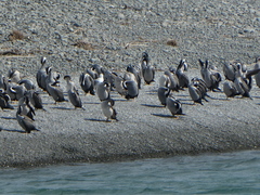 Phalacrocorax punctatus punctatus