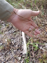 Cymbopogon refractus