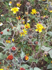 Anthophora californica