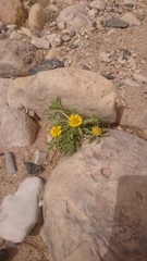 Asteriscus aquaticus