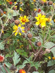 Anthophora californica