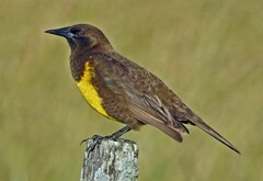 Pseudoleistes virescens