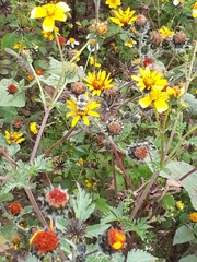 Anthophora californica