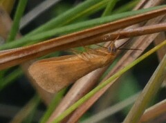 Virbia aurantiaca