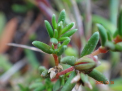 Frankenia pauciflora
