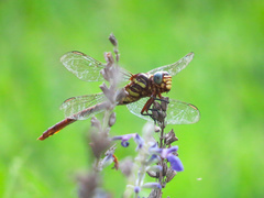 Aphylla angustifolia