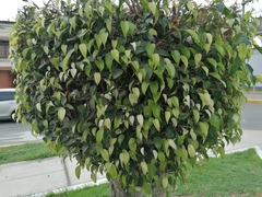 Ficus benjamina