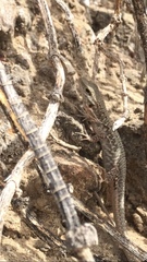 Gallotia stehlini