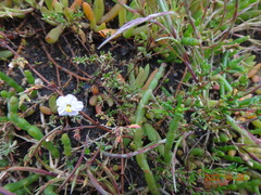 Frankenia pauciflora