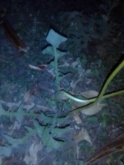 Taraxacum officinale