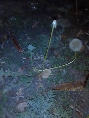 Taraxacum officinale