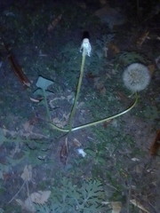 Taraxacum officinale