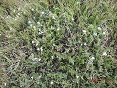 Frankenia pauciflora