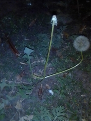 Taraxacum officinale