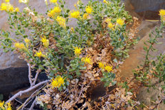 Ericameria cuneata cuneata