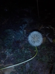 Taraxacum officinale