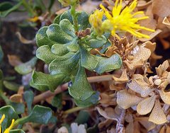 Ericameria cuneata cuneata