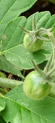 Solanum pimpinellifolium