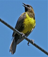 Pseudoleistes virescens