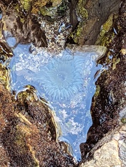 Anthopleura