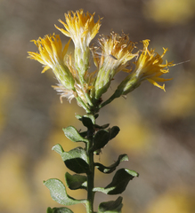 Ericameria cuneata cuneata