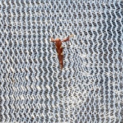 Caloptilia xanthopharella