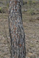 Corymbia pocillum