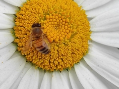 Apis mellifera