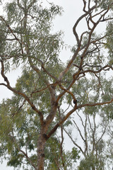 Corymbia pocillum