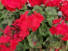 Pelargonium