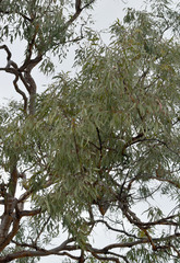 Corymbia pocillum