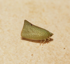 Siphanta acuta