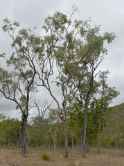 Corymbia pocillum