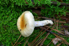 Hygrophorus flavodiscus