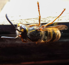 Vespula vulgaris