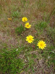 Gazania linearis