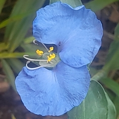 Commelina erecta