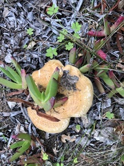 Lactarius alnicola