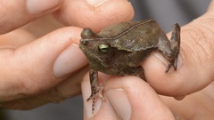 Rhinella alata