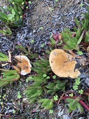 Lactarius alnicola
