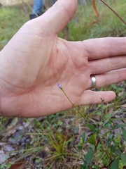 Wahlenbergia gracilis