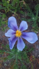 Calydorea xiphioides