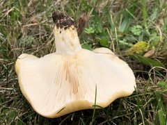 Lactarius alnicola