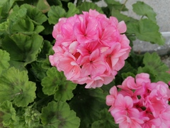 Pelargonium