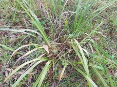 Dianella brevipedunculata