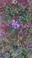 Calydorea xiphioides